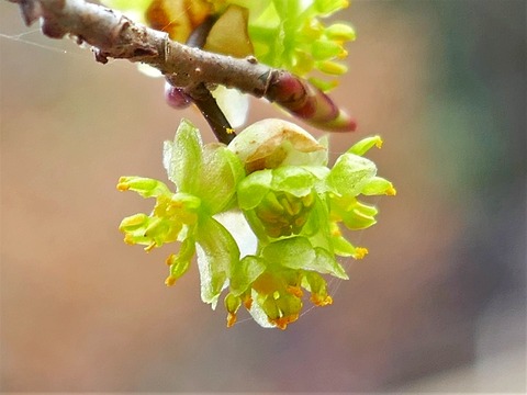 220313ｱﾌﾞﾗﾁｬﾝ②