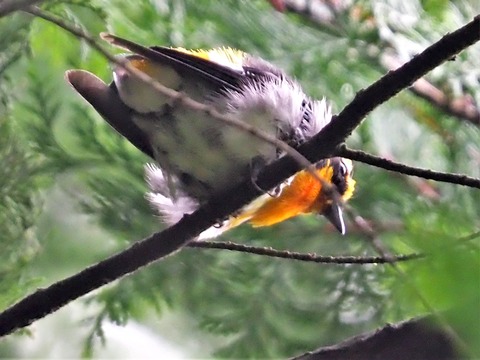 0716キビタキ幼鳥①