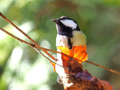240208ｼｼﾞｭｳｶﾗ③