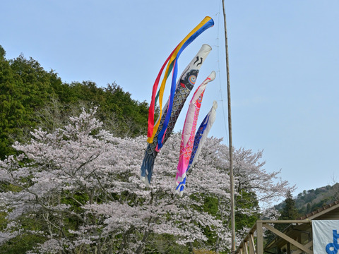鯉のぼりと桜2
