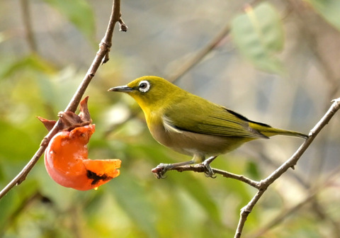 260131ﾒｼﾞﾛ④