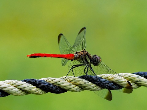 0815ﾘｽｱｶﾈ②