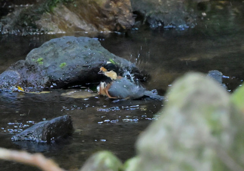 0806ﾔﾏｶﾞﾗ②