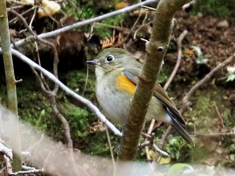 1226ﾙﾘﾋﾞﾀｷ♀①