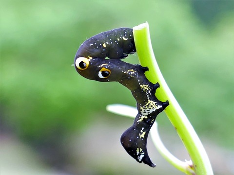 0501アケビコノハ幼虫①