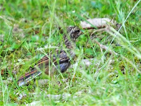 0628ホオジロ幼鳥②