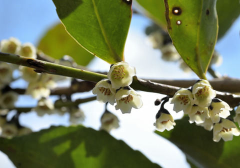 260319ﾋｻｶｷ①