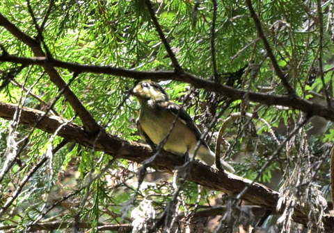 0701ヤマガラ幼鳥