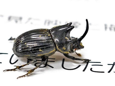 0730ゴホンダイコクコガネ♂①