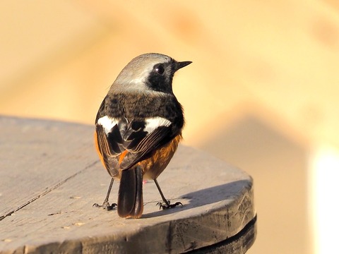1226ｼﾞｮｳﾋﾞﾀｷ♂⑨