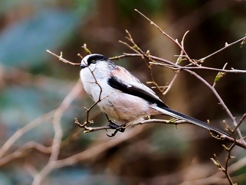 240127ｴﾅｶﾞ②