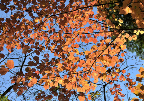 1120ｳﾘﾊﾀﾞｶｴﾃﾞ②