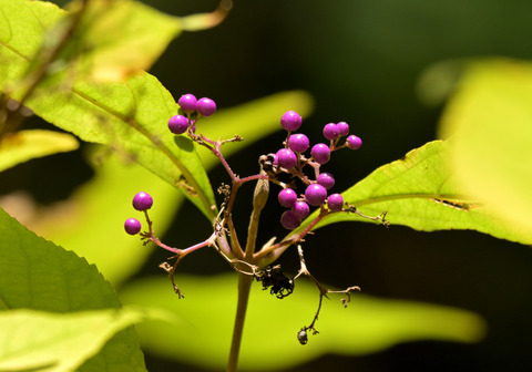 1120ﾑﾗｻｷｼｷﾌﾞ
