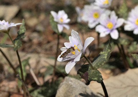 260301ﾕｷﾜﾘｲﾁｹﾞ③