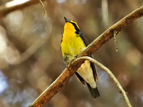 0428ｷﾋﾞﾀｷ②