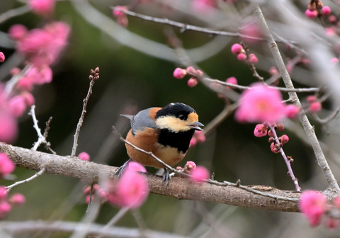 260305ﾔﾏｶﾞﾗ