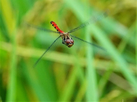 0920ナツアカネ♀②