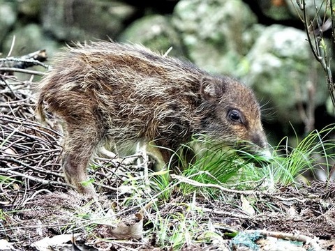0824ウリ坊①