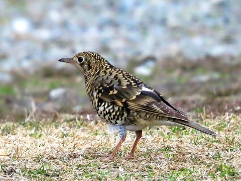 230223トラツグミ②