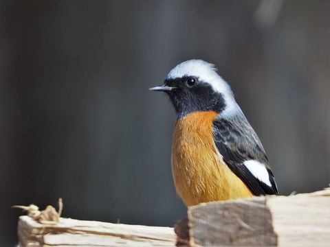 220203ｼﾞｮｳﾋﾞﾀｷ♂①