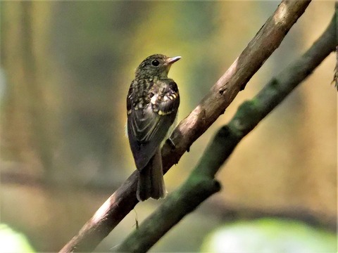 0707キビタキ幼鳥①