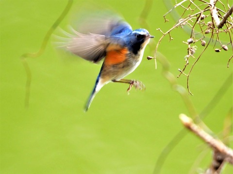 0130ﾙﾘﾋﾞﾀｷ♂③