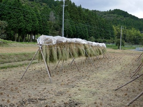 1018秋の田んぼ①