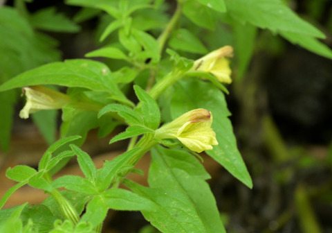 0813ｵｵﾋｷﾖﾓｷﾞ①