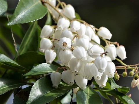 200218ｱｾﾋﾞ②