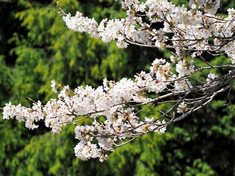 230328染井吉野④