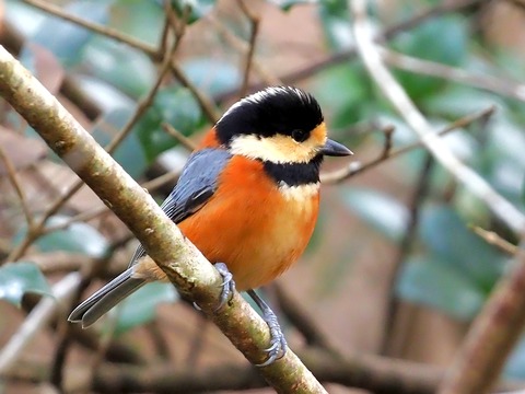 1221ﾔﾏｶﾞﾗ①