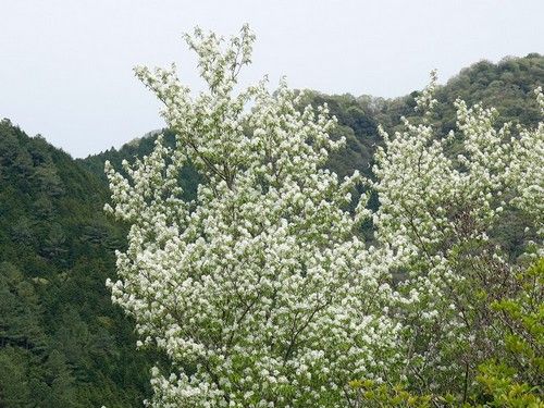 イメージ 16