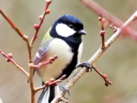 0130ｼｼﾞｭｳｶﾗ②