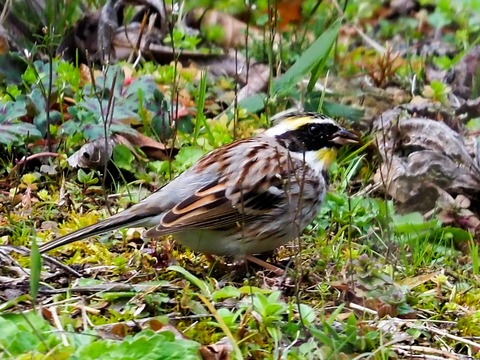 240301ﾐﾔﾏﾎｳｼﾞﾛ③
