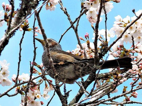 0403桜とヒヨドリ④