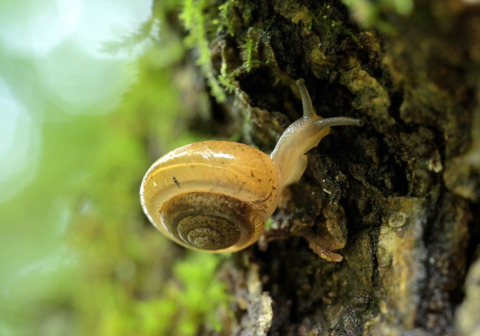 0813ｺﾊｸｵﾅｼﾞﾏｲﾏｲ