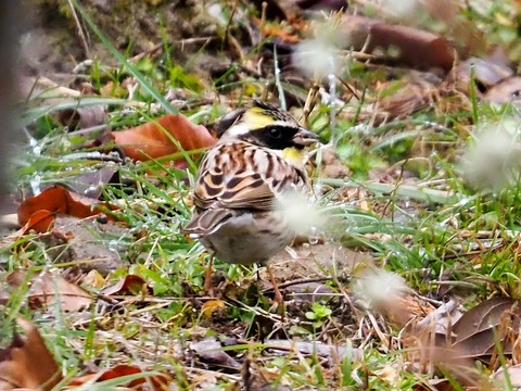 240201ﾐﾔﾏﾎｵｼﾞﾛ①