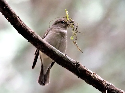 0415ｵｵﾙﾘ♀③