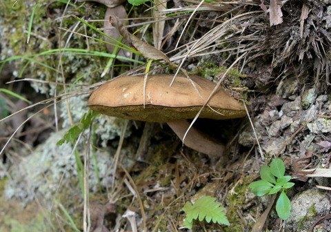 11ﾔﾏﾄﾞﾘﾀｹﾓﾄﾞｷ