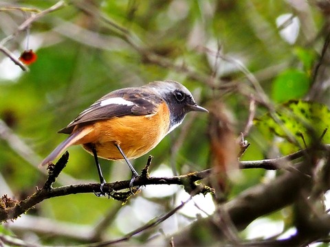 1026ジョウビタキ♂①