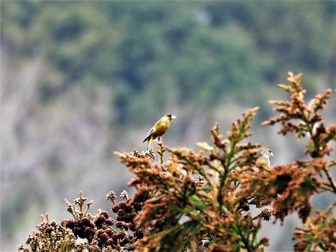 200227ｶﾜﾗﾋﾜ
