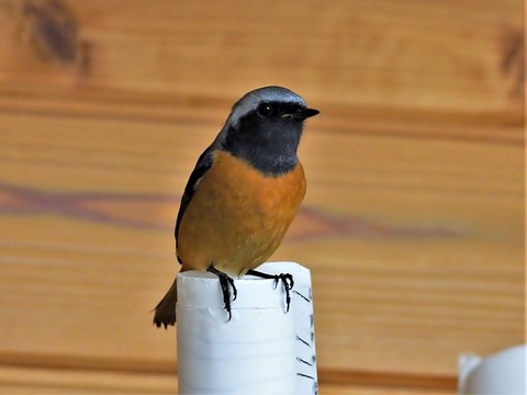 1117ジョウビタキ♂⑧