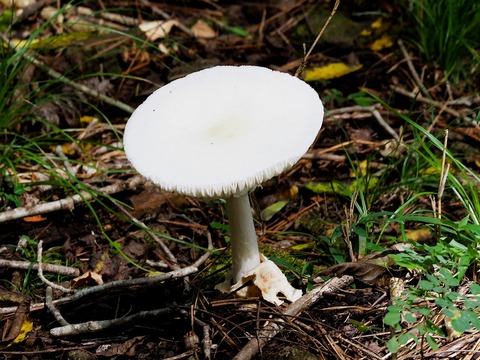 0901ﾀﾏｺﾞﾃﾝｸﾞﾀｹ②