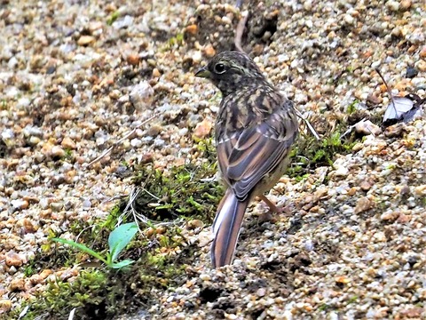 0616ホオジロ幼鳥②