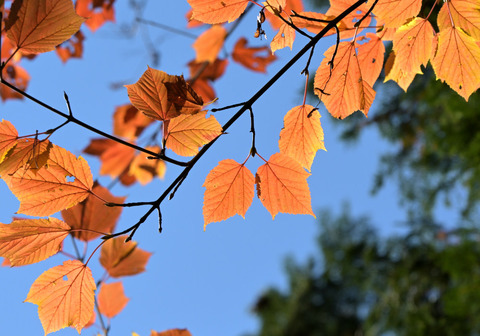 1120ｳﾘﾊﾀﾞｶｴﾃﾞ①