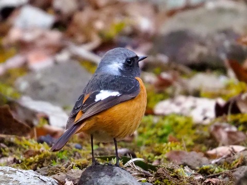 230210ジョウビタキ②