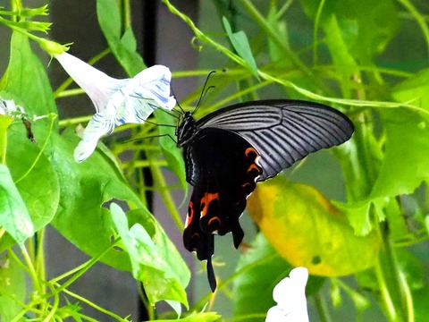 0912ｸﾛｱｹﾞﾊ⑤