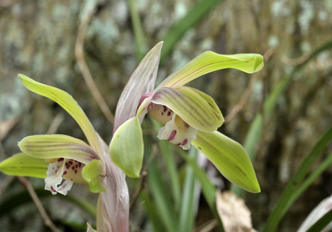 260325ｼｭﾝﾗﾝ②