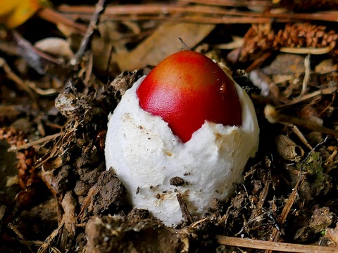 0901ﾀﾏｺﾞﾀｹ①