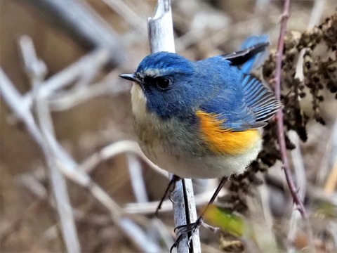 220205ﾙﾘﾋﾞﾀｷ⑦